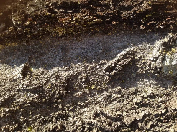 Yakından ağaç kabuğu