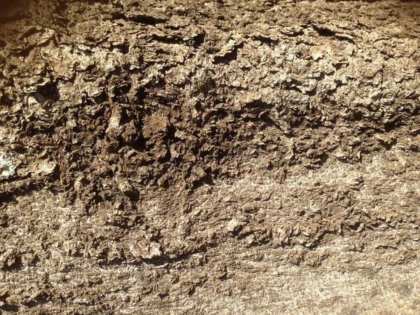 Yakından ağaç kabuğu