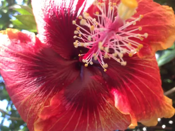 Kırmızı ve turuncu çiçek 