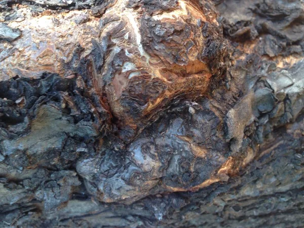 Yakından ağaç kabuğu