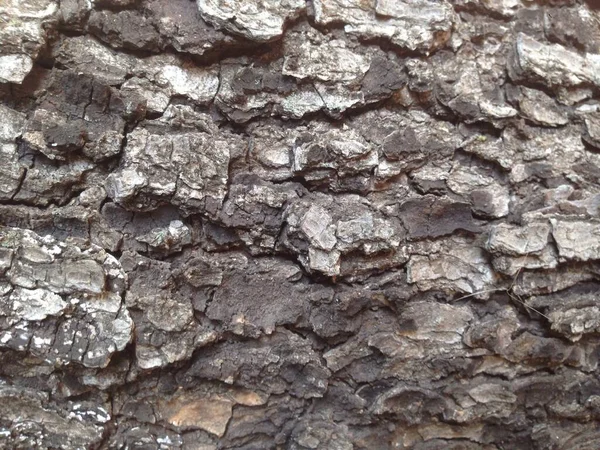 Yakından ağaç kabuğu