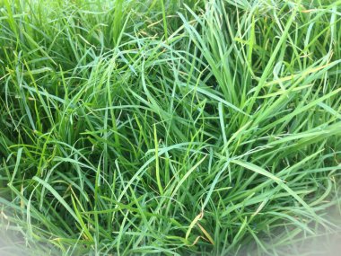 Çimenler yeşile yakın. 