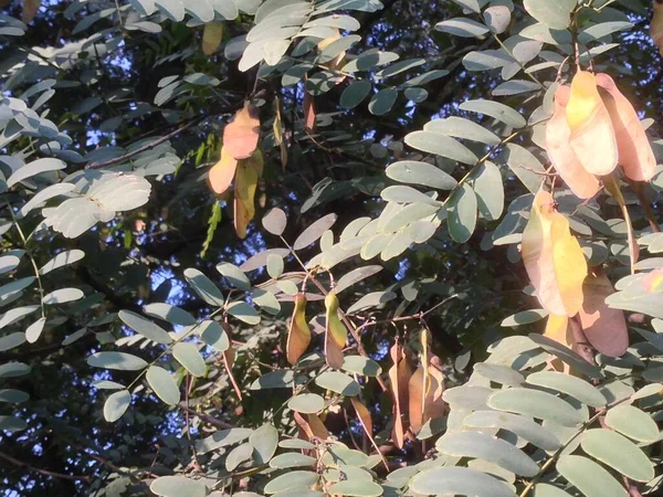 Yapraklar ve ağaç doğası