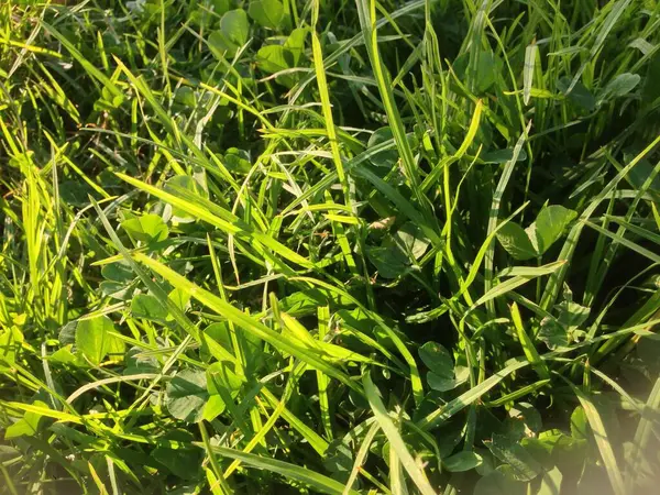 Çimenler yeşile yakın. 