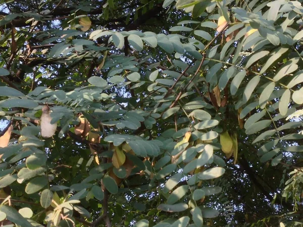 Yapraklar ve ağaç doğası