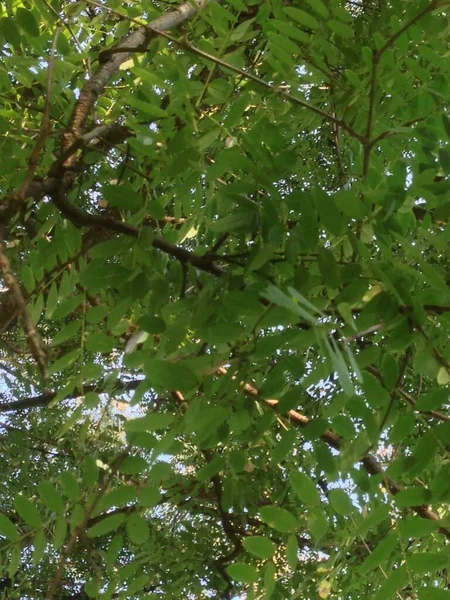 Yapraklar ve ağaç doğası