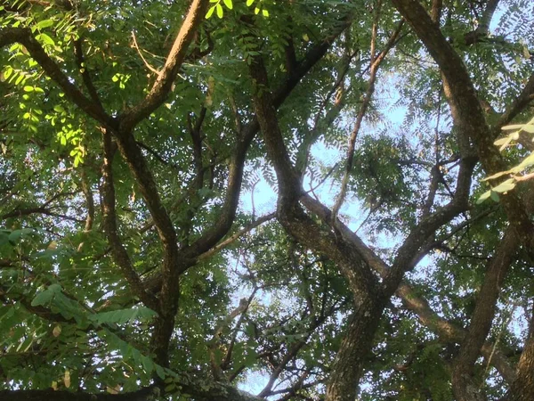 Yapraklar ve ağaç doğası