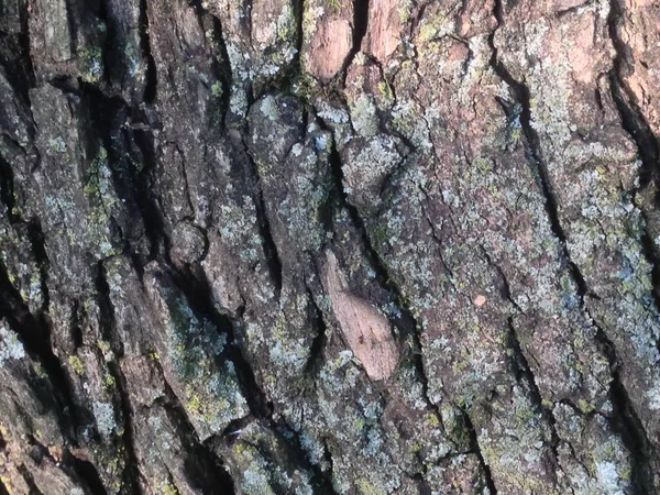 Yakından ağaç kabuğu