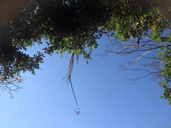 Ağaçlar ve mavi gökyüzü 