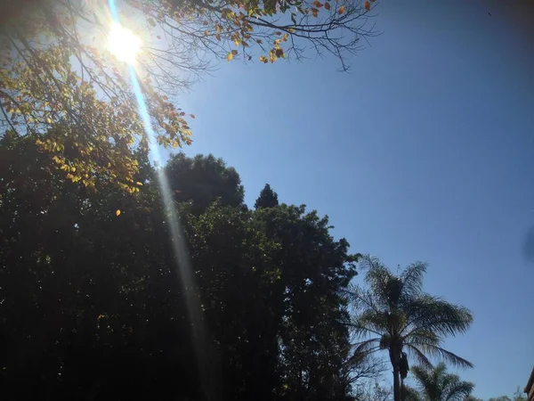 Ağaçlar ve mavi gökyüzü 