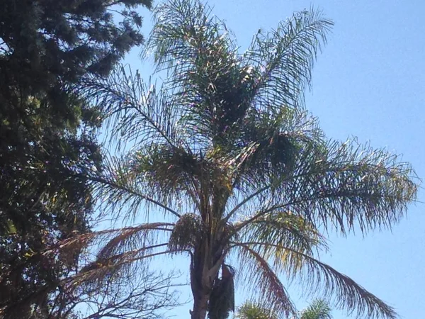 Ağaçlar ve mavi gökyüzü 