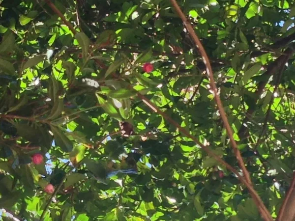 Ağaçlar ve mavi gökyüzü 