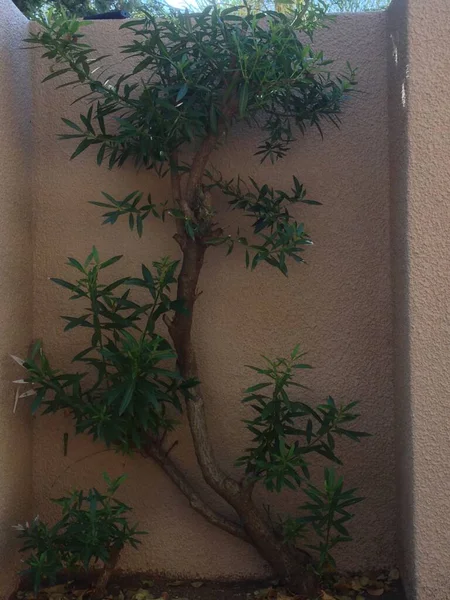 Ağaçlar ve mavi gökyüzü 