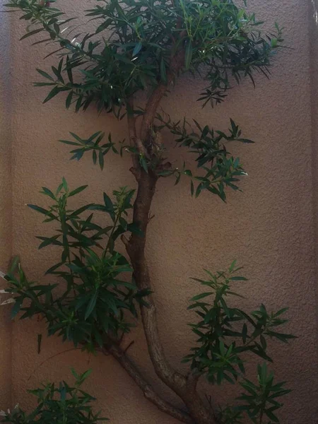 Ağaçlar ve mavi gökyüzü 