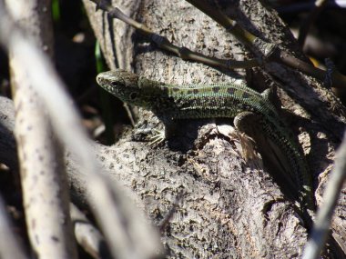 Yeşil bir kertenkele güneşin tadını çıkarıyor.