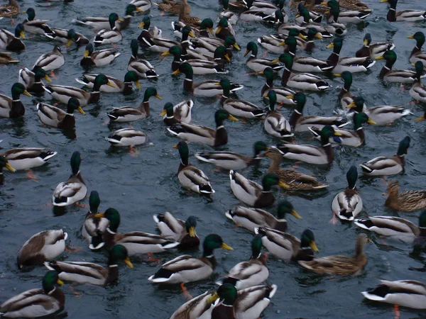 Enten Auf Dem See — Stockfoto