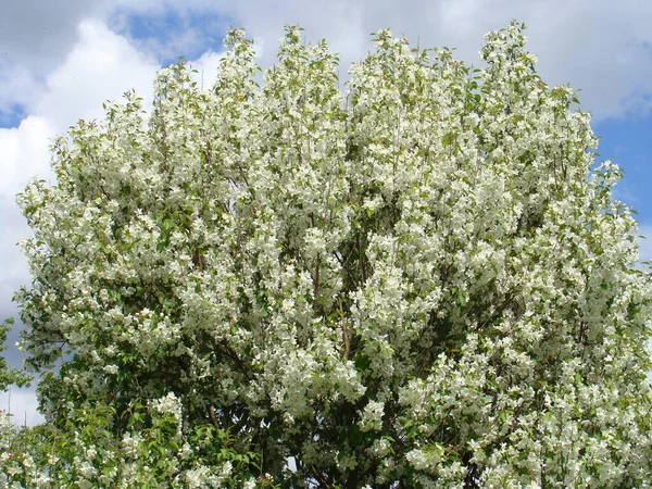 Trees Bloom Spring — Stock Photo, Image