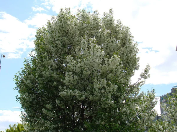 Drzewa Kwitną Wiosną — Zdjęcie stockowe