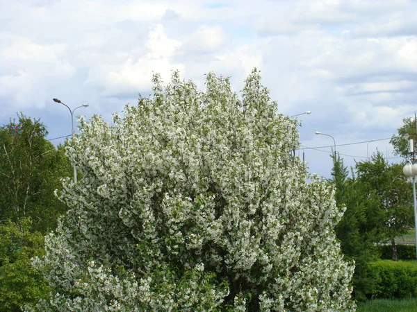 Bomen Bloeien Het Voorjaar — Stockfoto