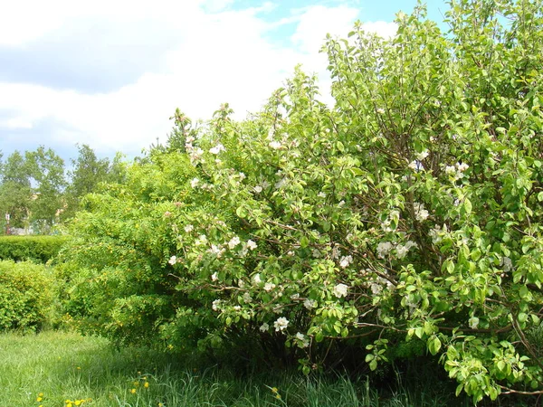 Träd Blommar Våren — Stockfoto