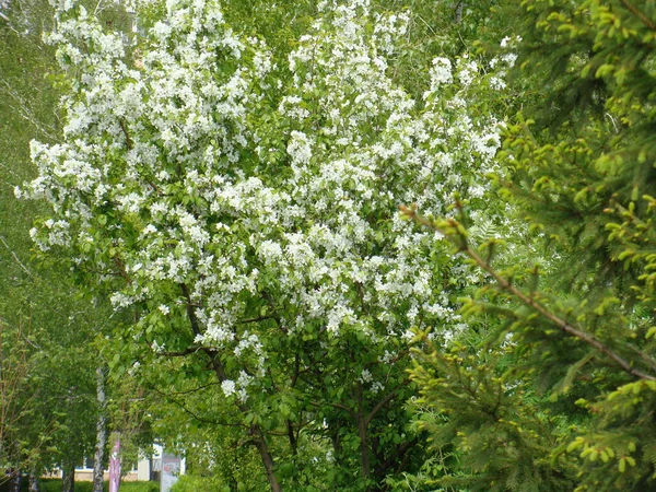 Деревья Цветут Весной — стоковое фото