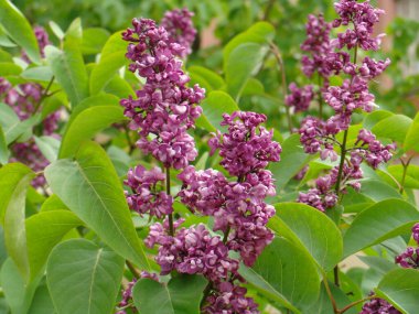 Mayıs 'ın sonlarında açan leylak.