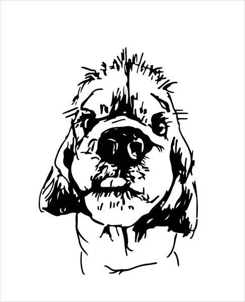 Sketch Portrait Dog Muzzle American Cocker Spaniel Design Print Shirts — Stock Vector