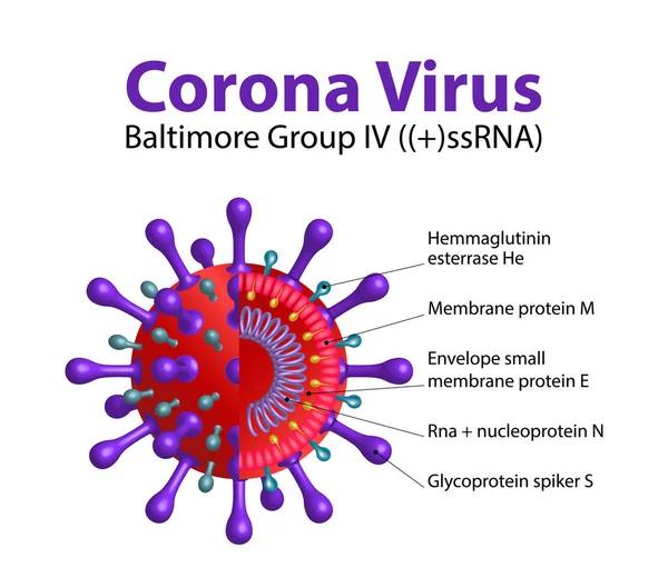 Struttura Vettoriale Novel Coronavirus 2019 Ncov Componenti Interni Illustrati Sezione — Vettoriale Stock