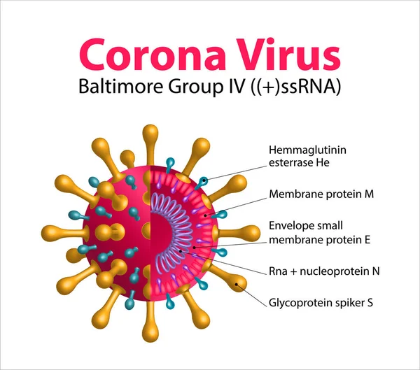 Covid Virus Corona Sezione Trasversale Del Virione Coronavirus Virus Che — Vettoriale Stock