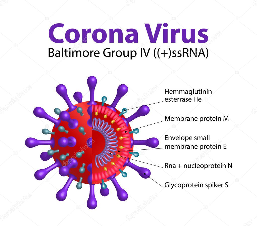 Vector structure Novel Coronavirus 2019 nCoV Internal Components