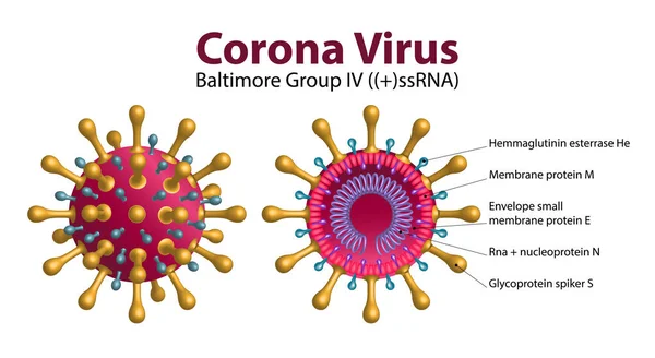 Diagramma Della Struttura Delle Particelle Coronavirus 2019 Ncov Novel Coronavirus — Vettoriale Stock