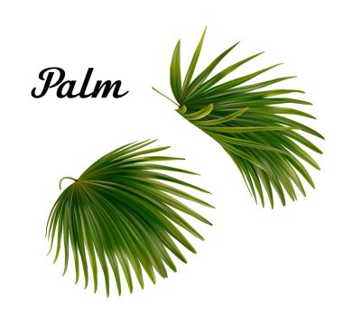 Hindistan cevizi ve muz yapraklı vektör tropikal bitkiler - vektör grafik