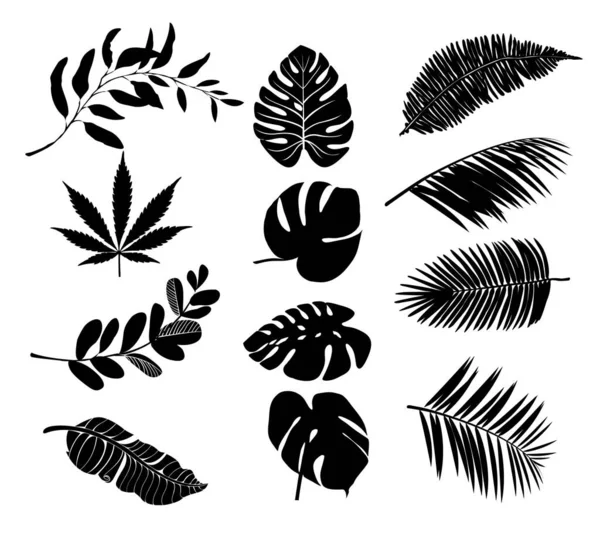 Hindistan cevizi ve muz yapraklı vektör tropikal bitkiler - vektör grafik