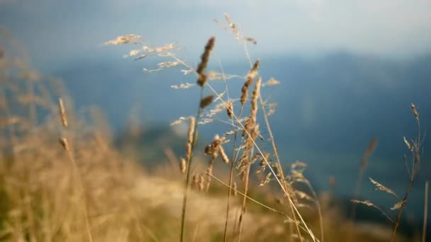 Wind blowing yellow mountain plants on sunny hillside — Stock Video