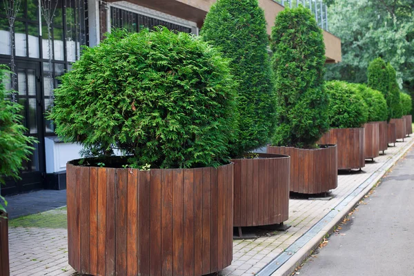 Row of thuyas in tubs — Stock Photo, Image