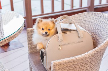 Kırmızı Pomeranian bej bir köpek içinde çanta taşıyor.