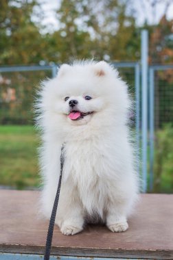 Beyaz tüylü Pomeranya köpeği gezdirme alanında oturuyor.