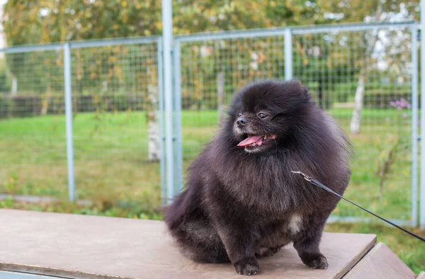 Μαύρο Pomeranian κάθεται επί του σκάφους σε χώρο περιπάτου σκύλου — Φωτογραφία Αρχείου