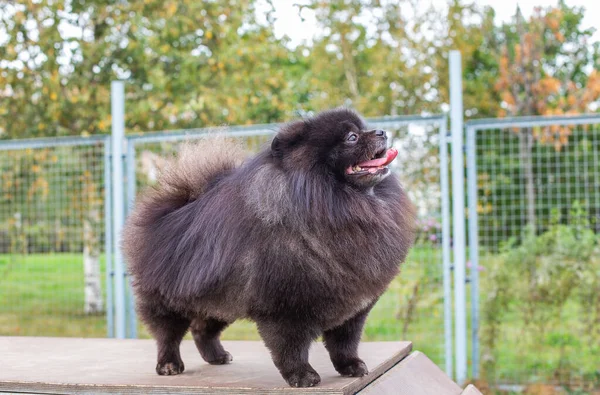 Preto Pomeranian de pé com boca aberta a bordo na caminhada do cão — Fotografia de Stock