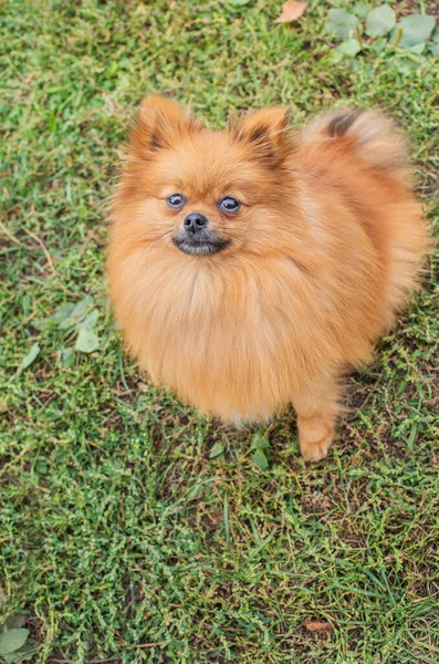 Κόκκινο Pomeranian κάθεται στο γρασίδι — Φωτογραφία Αρχείου