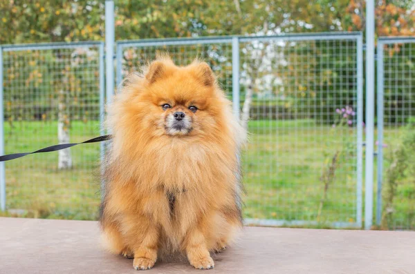 Κόκκινο shaggy Pomeranian κάθεται επί του σκάφους σε χώρο περιπάτου σκύλου — Φωτογραφία Αρχείου