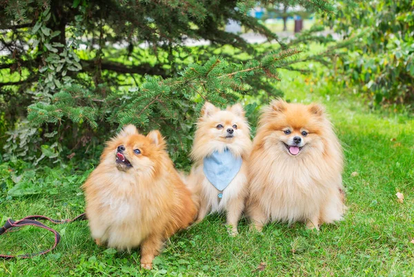 Three red dogs sitting on green grass under spruce in park — Stock Photo, Image