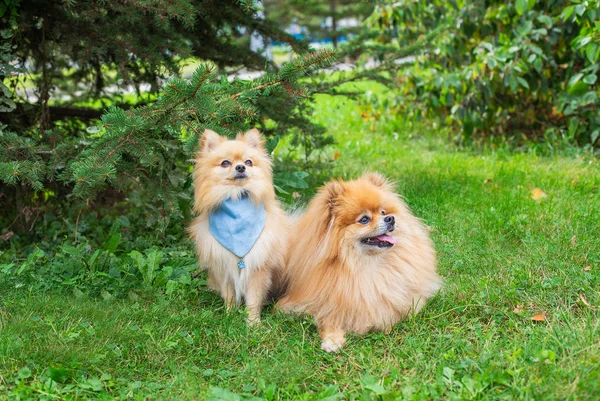 Zwei rote Hunde sitzen auf grünem Gras unter Fichten — Stockfoto