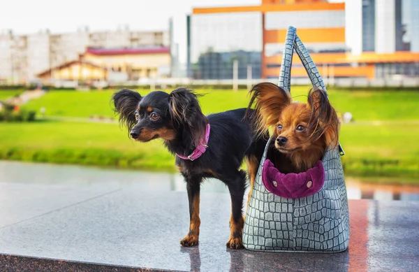 Zwei Russische Terrier sitzend und stehend — Stockfoto