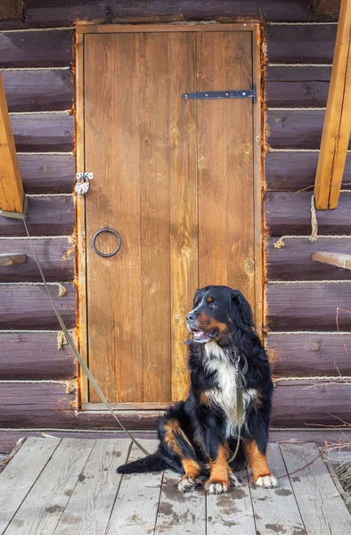 Bernese ορεινό σκυλί κοντά στην ξύλινη ρουστίκ πόρτα — Φωτογραφία Αρχείου