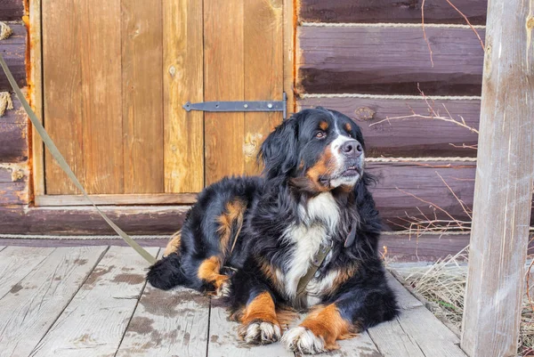 Bernese βουνό σκυλί βρίσκεται κοντά στην ξύλινη ρουστίκ πόρτα — Φωτογραφία Αρχείου