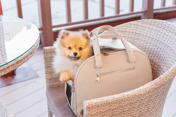 Κόκκινο Pomeranian κάθεται σε μπεζ τσάντα μεταφοράς σκυλιών — Φωτογραφία Αρχείου