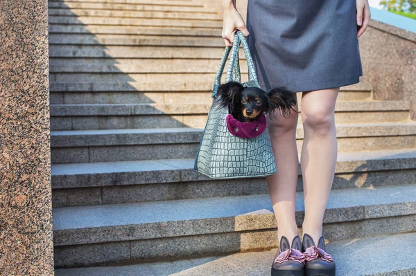 Black Russian Terrier κάθεται στην τσάντα — Φωτογραφία Αρχείου