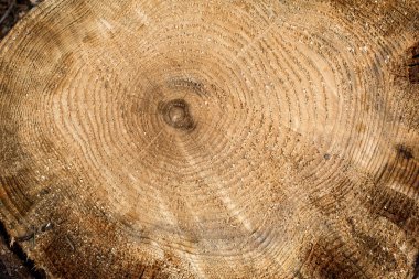 dizayn için ahşap doku ve arkaplan