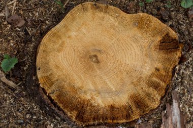 dizayn için ahşap doku ve arkaplan